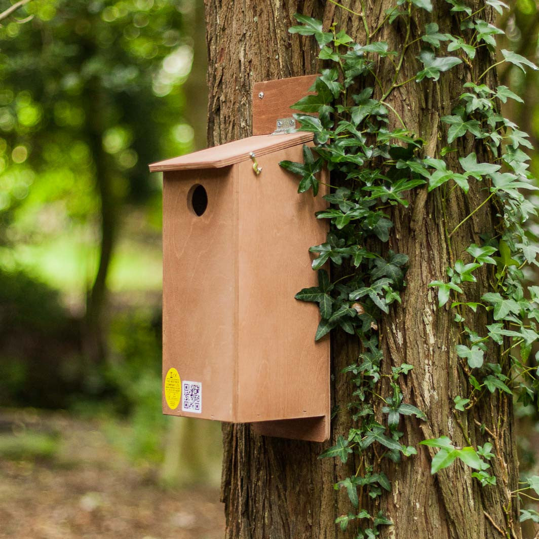 starling nesting box