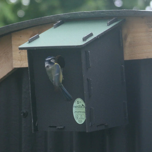 When is the best time to put up a bird box?