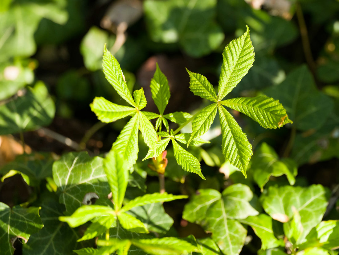 Unveiling the Roots: Bare Root Trees vs. Potted Trees in the UK