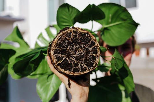 Preventing Circling Roots in Potted Trees