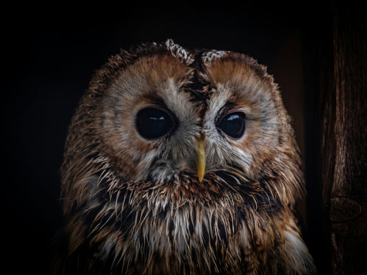 Attracting Tawny Owls to Your Garden