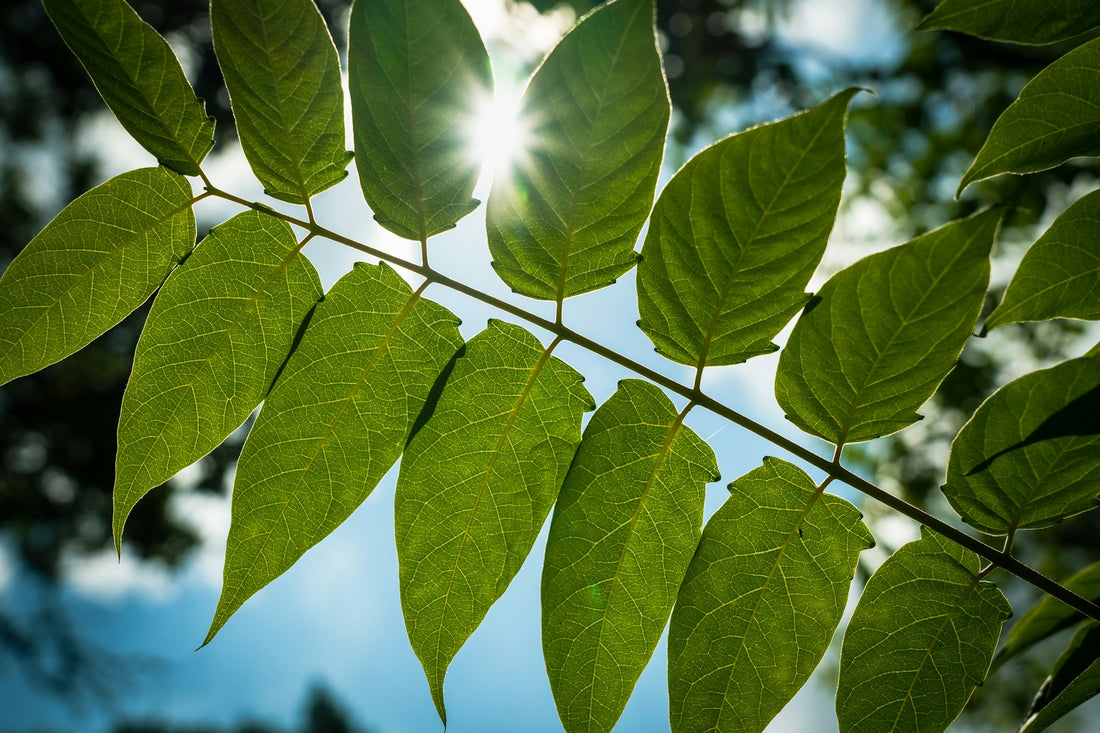 10 Tips for Keeping Native UK Trees in Small Gardens