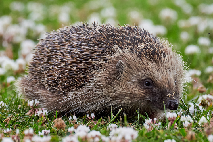 Hedgehog Boxes