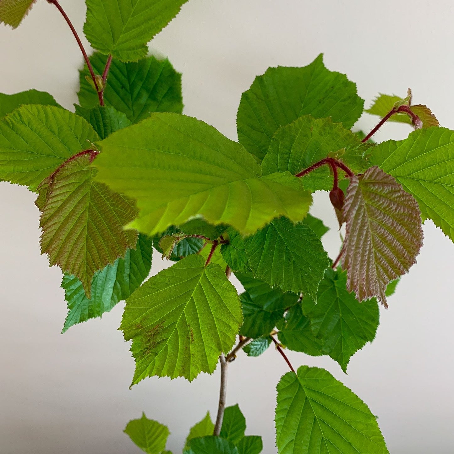 Hazel Tree (Corylus Avellana)