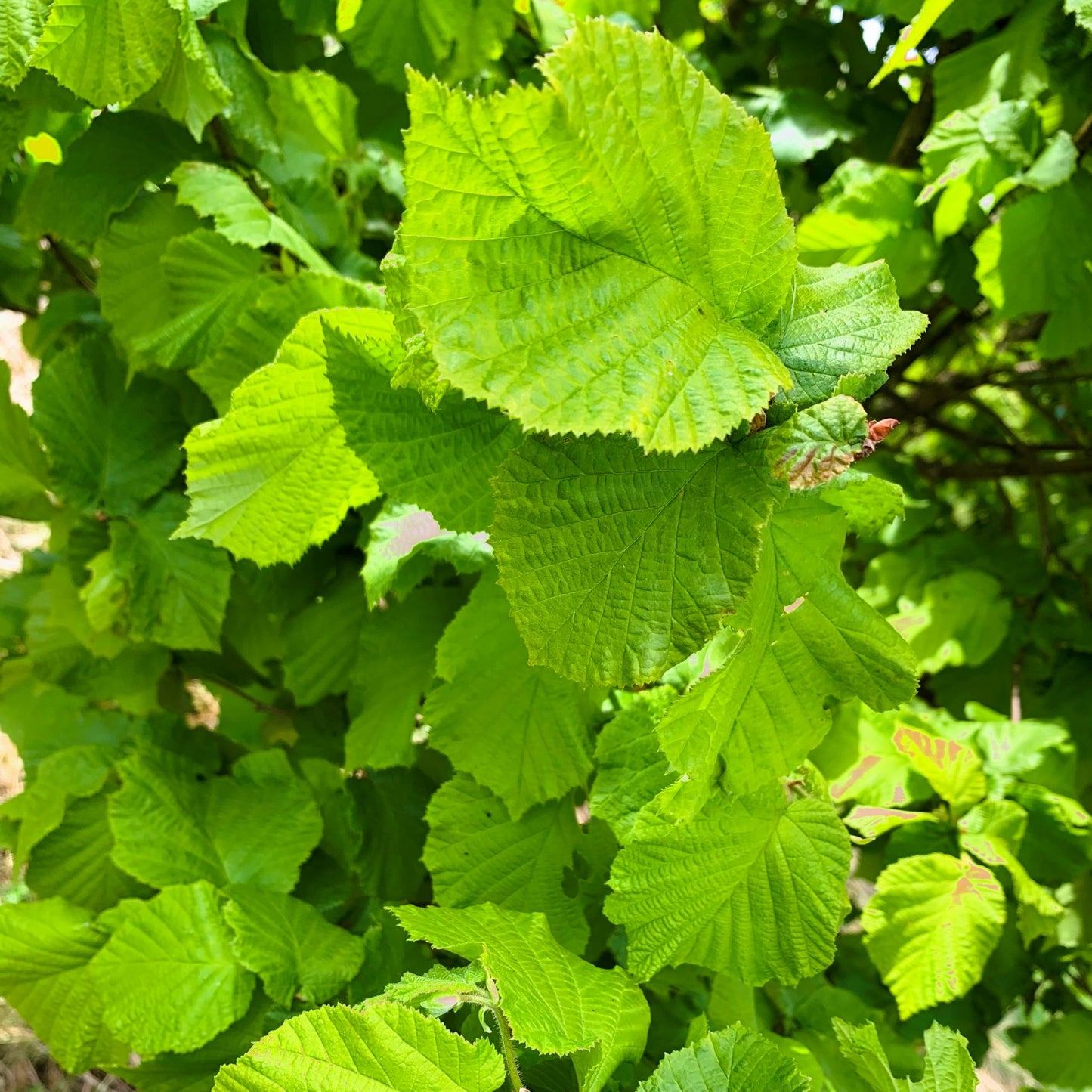 Hazel Tree (Corylus Avellana)