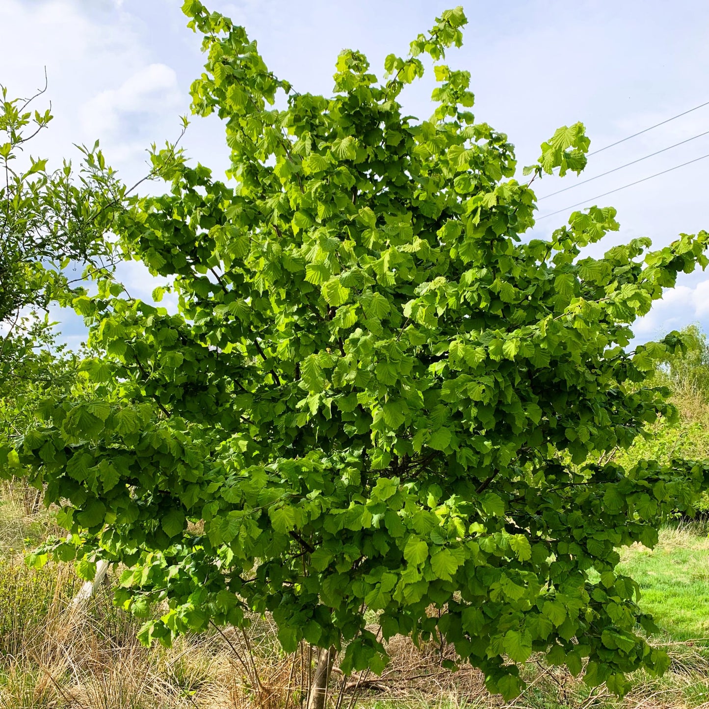 Hazel Tree (Corylus Avellana)