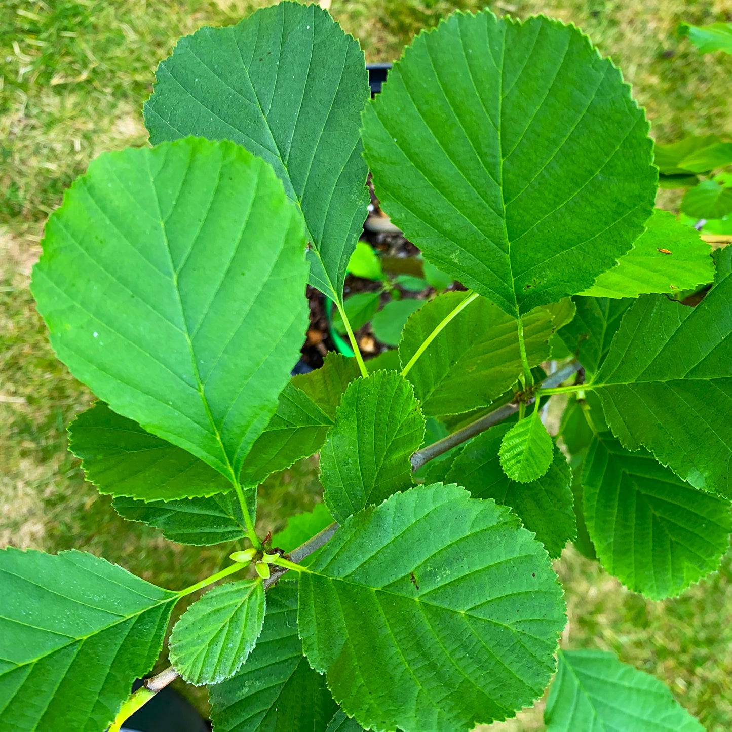 Alder Tree (Alnus Glutinosa)