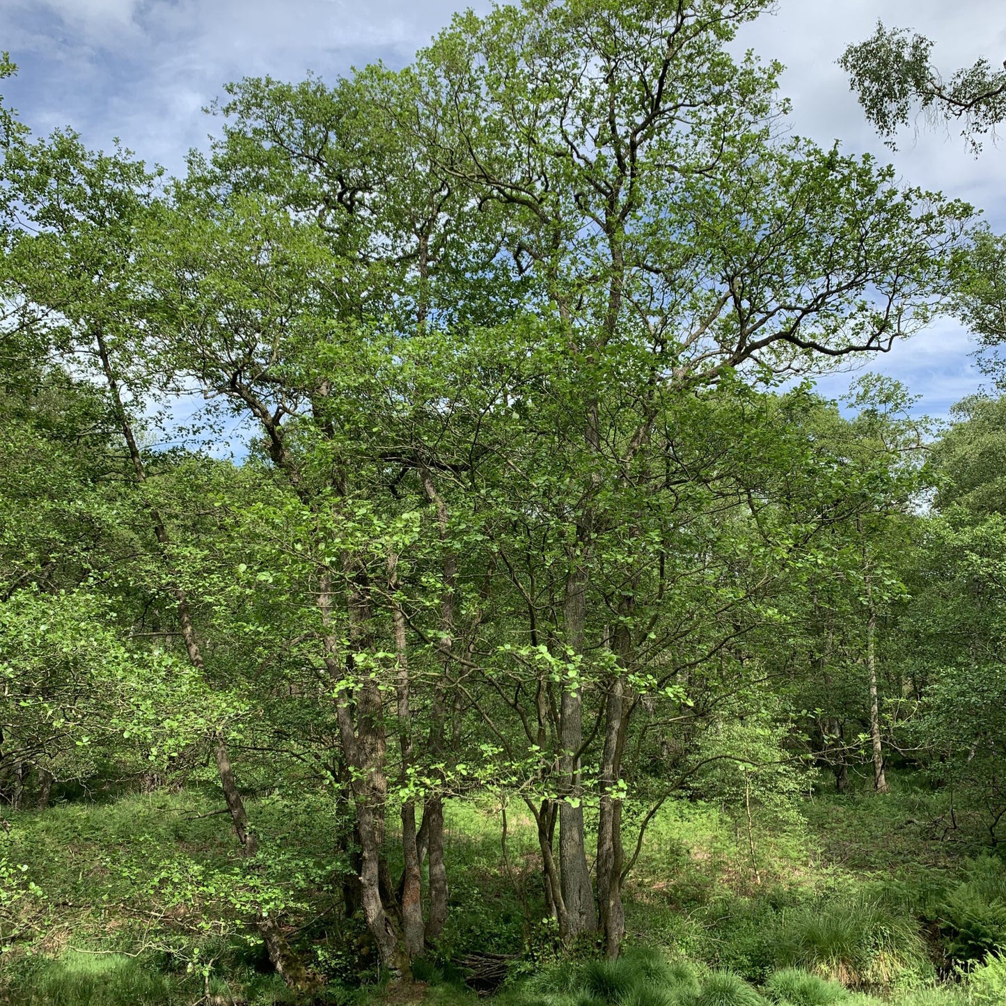 Alder Tree (Alnus Glutinosa)