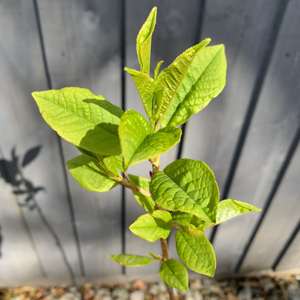 Bird Cherry Tree (Prunus Padus)