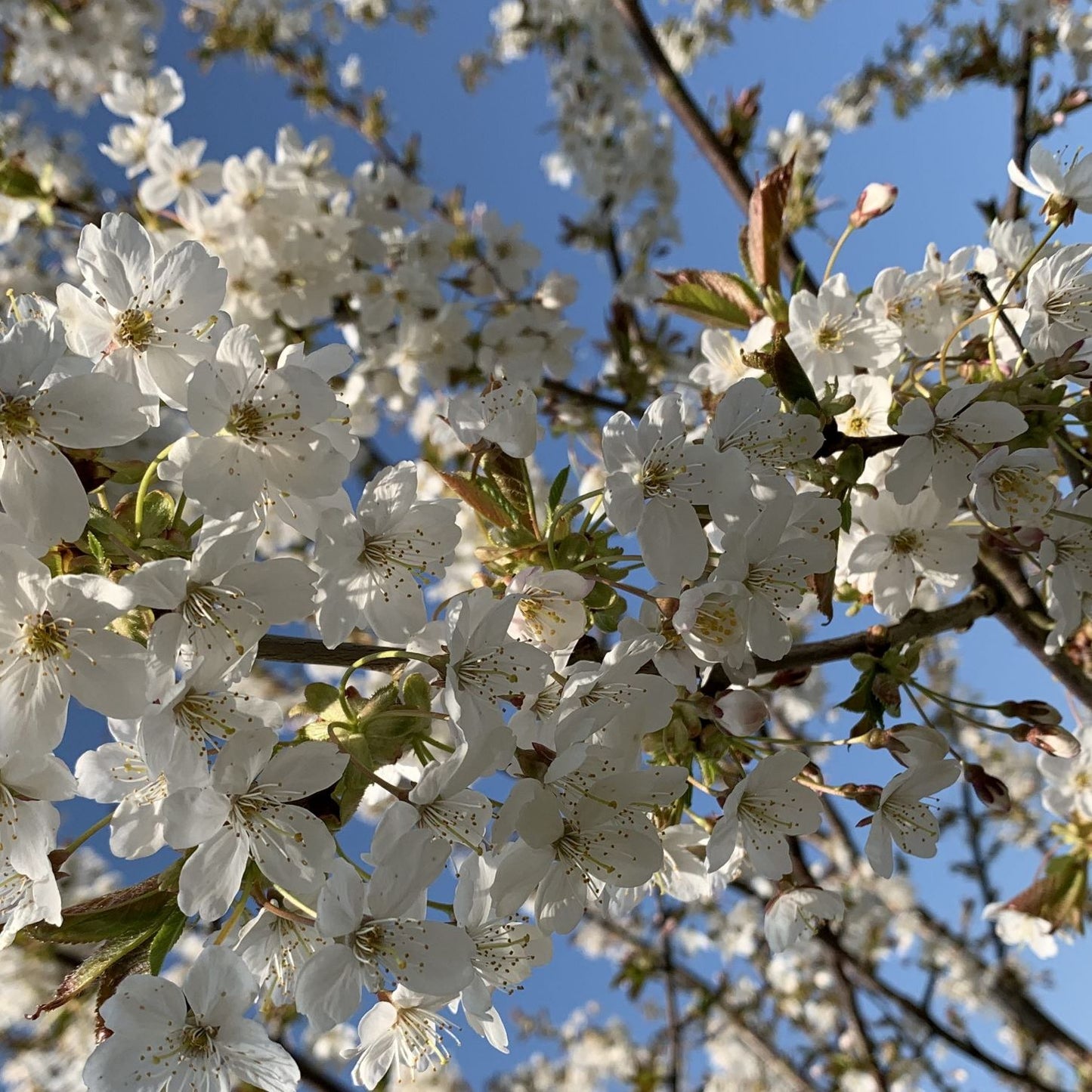 Wild Cherry Tree (Prunus Avium)