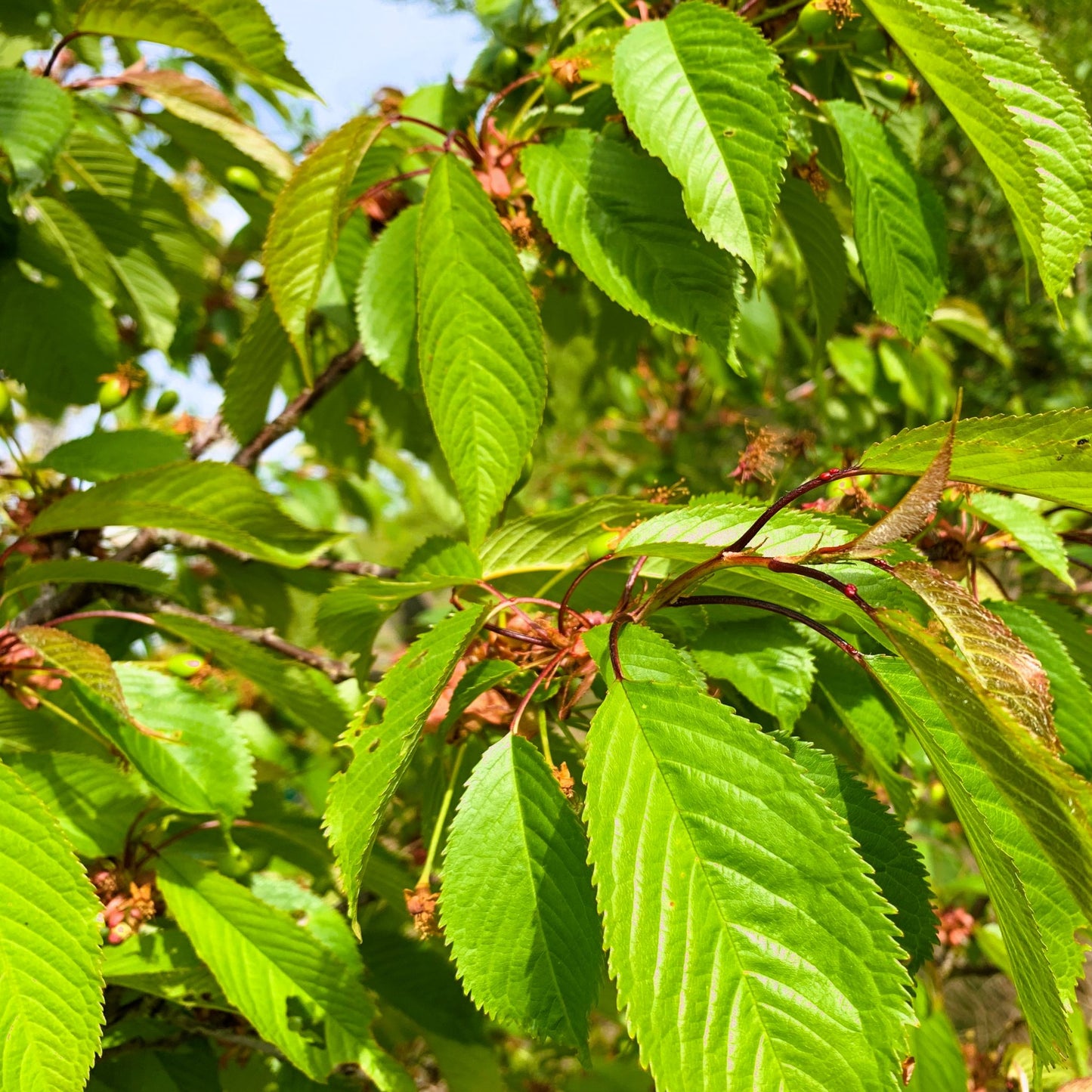 Wild Cherry Tree (Prunus Avium)