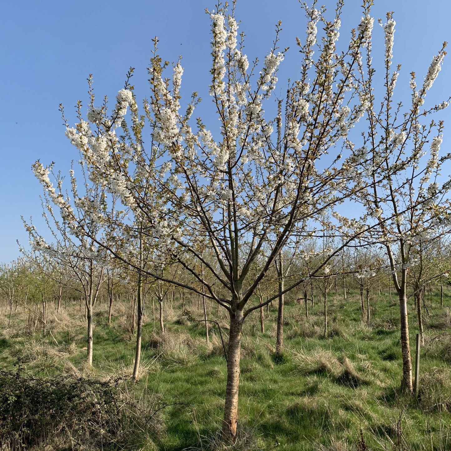 Wild Cherry Tree (Prunus Avium)