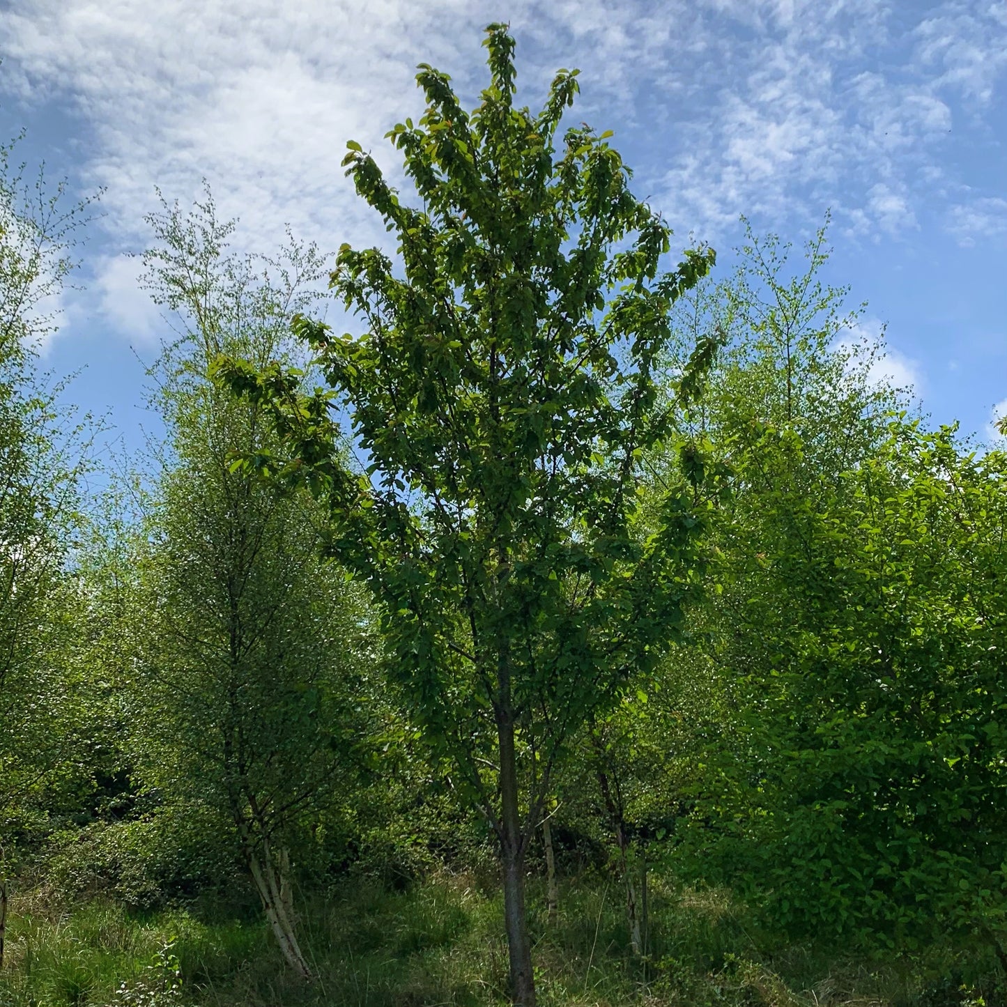 Wild Cherry Tree (Prunus Avium)