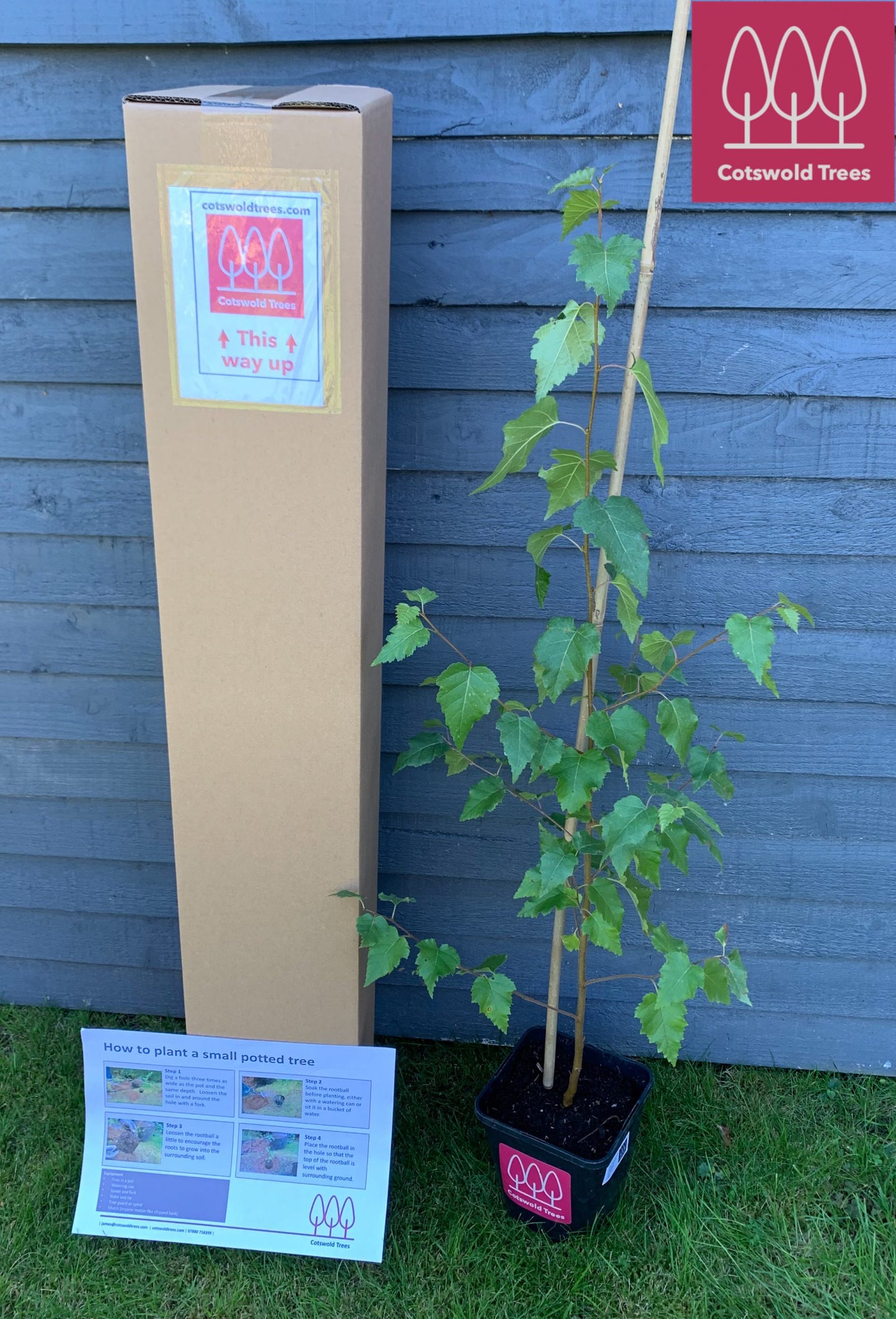 Downy Birch Tree (Betula Pubescens)