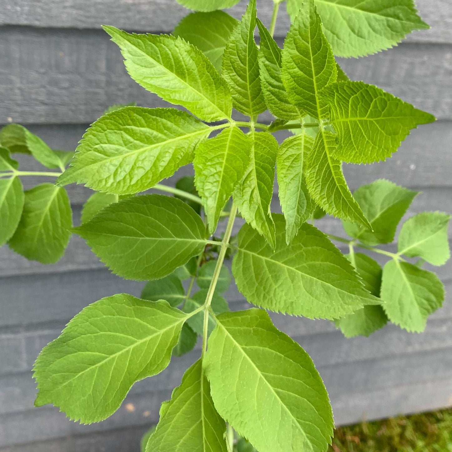 Elder Tree (Sambucus Nigra)