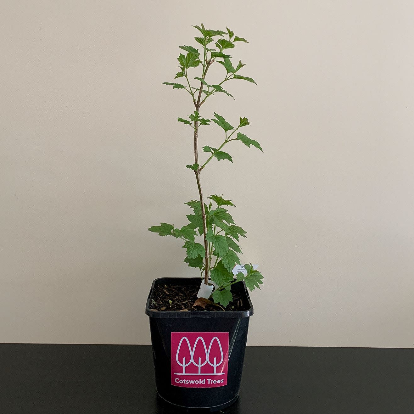 Elder Tree (Sambucus Nigra)