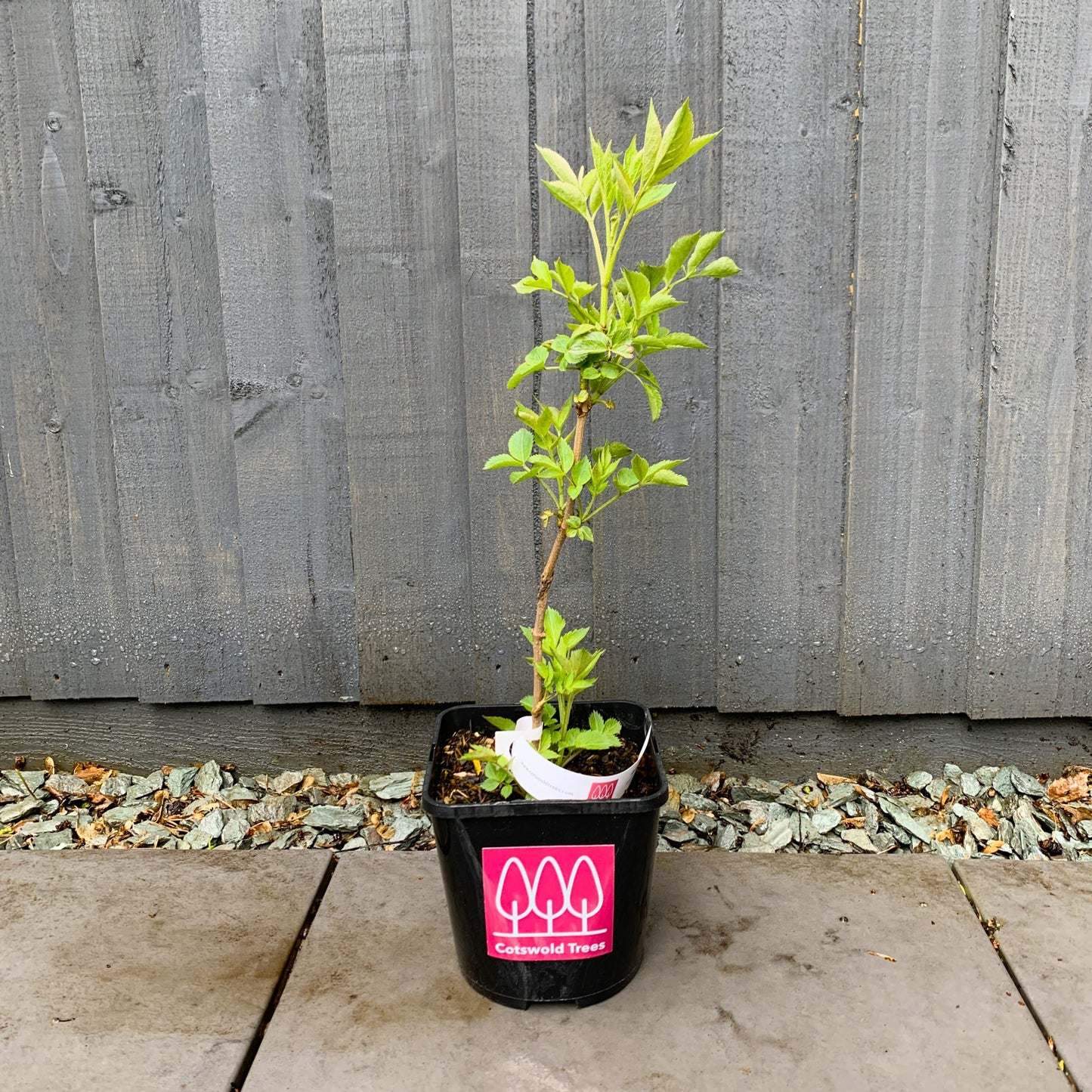 Elder Tree (Sambucus Nigra)