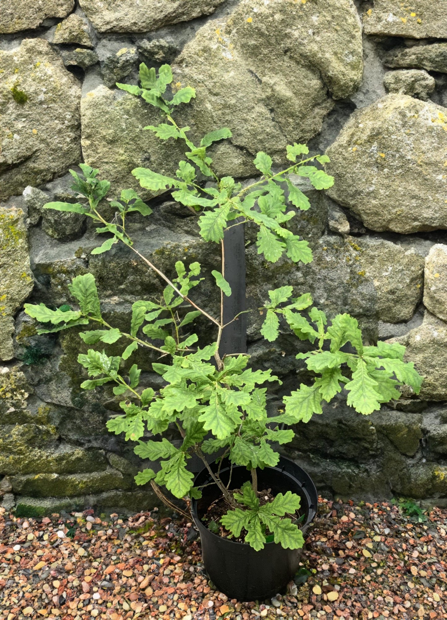 English Oak Tree (Quercus Robur)