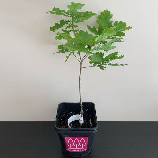 English Oak Tree (Quercus Robur)