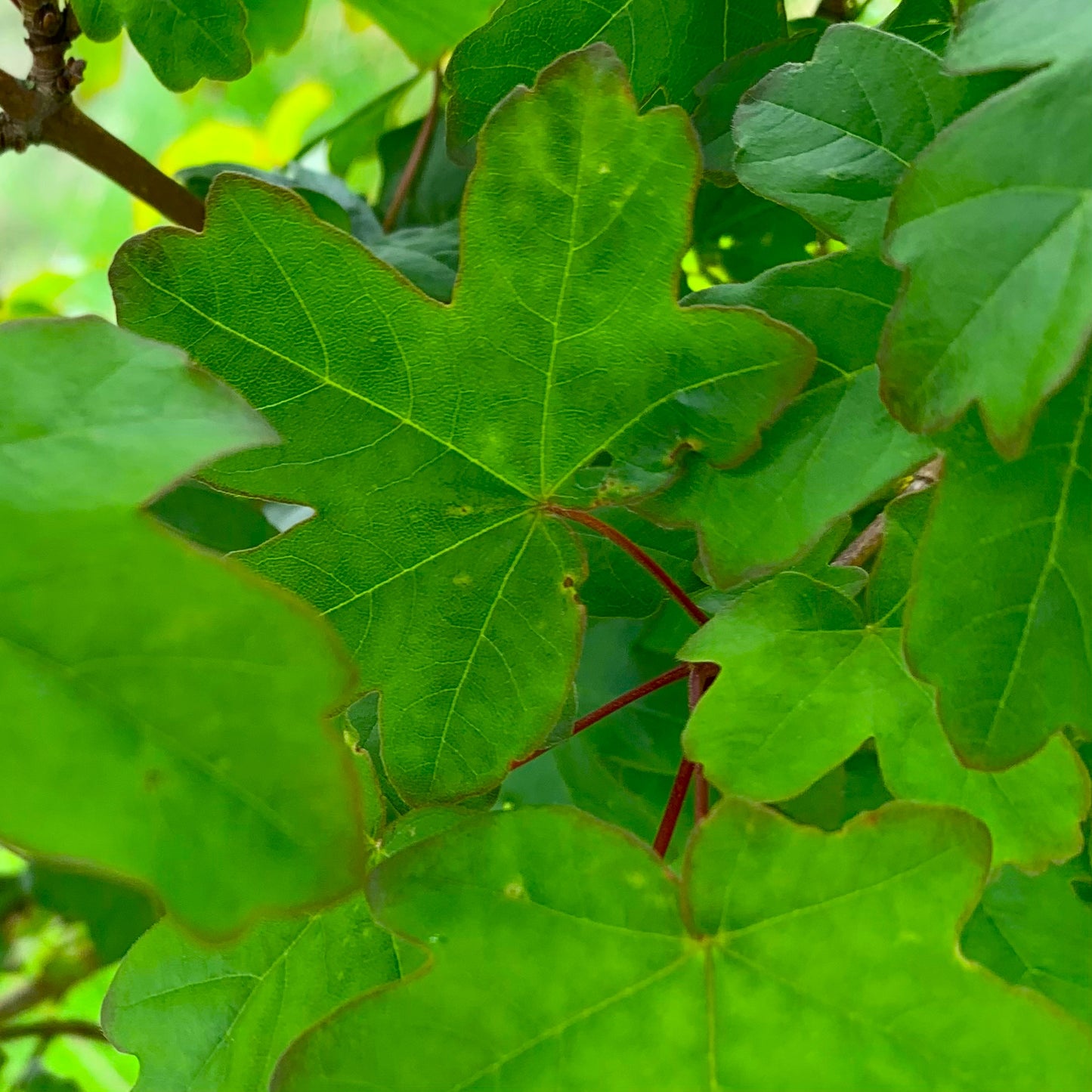 Field Maple Tree (Acer Campestre)