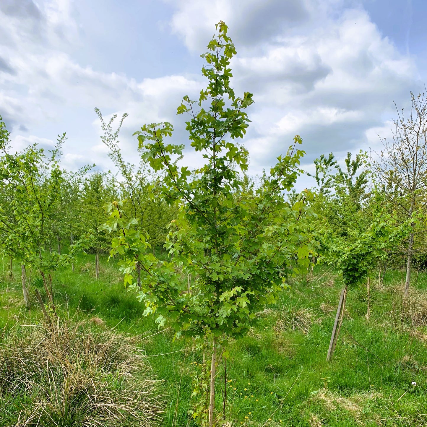 Field Maple Tree (Acer Campestre)