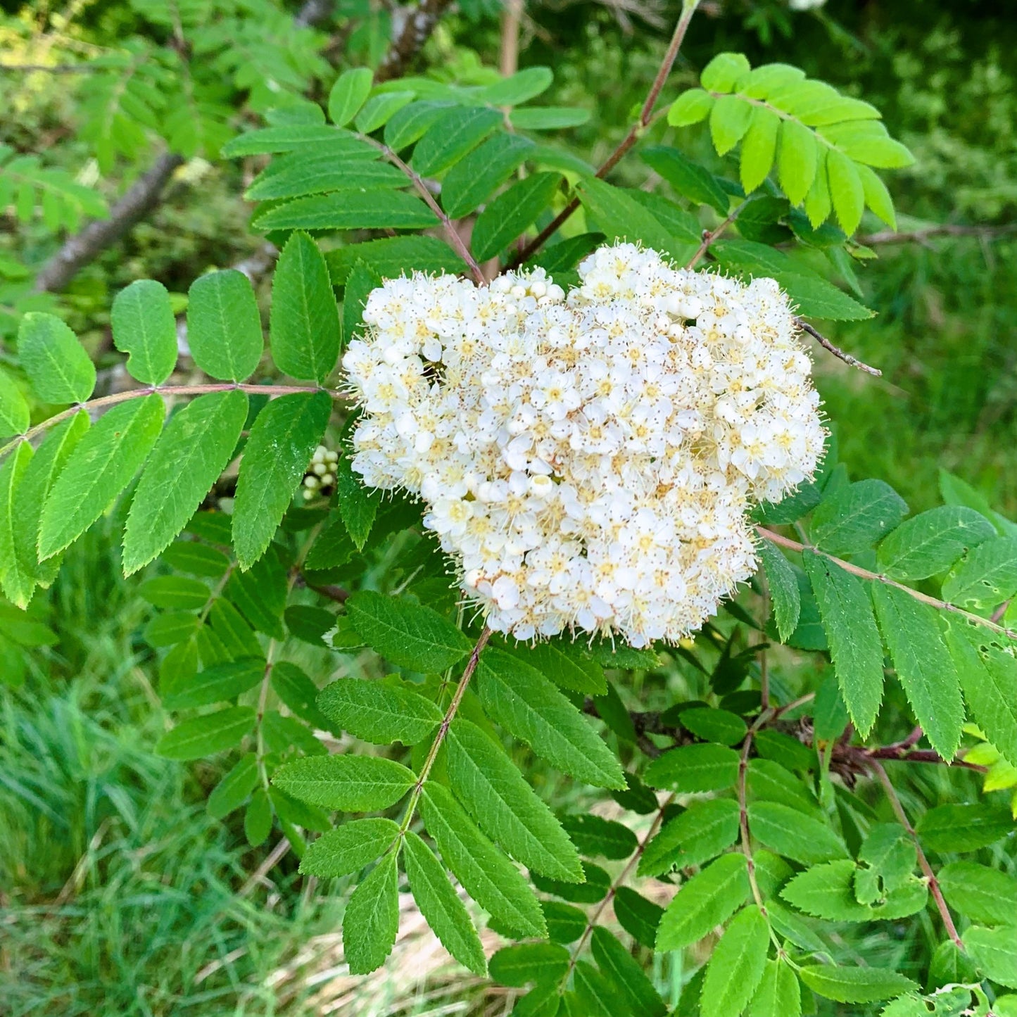 Rowan Tree / Mountain Ash Tree (Sorbus Aucuparia)