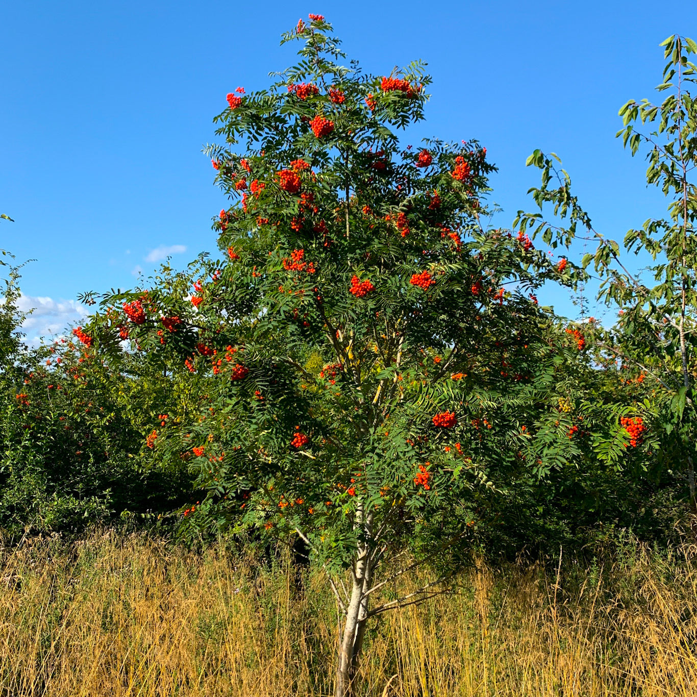 Rowan Tree / Mountain Ash Tree (Sorbus Aucuparia)