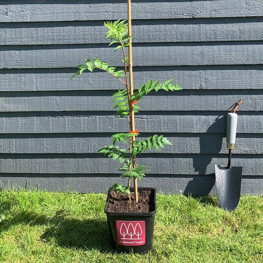 Rowan Tree / Mountain Ash Tree (Sorbus Aucuparia)