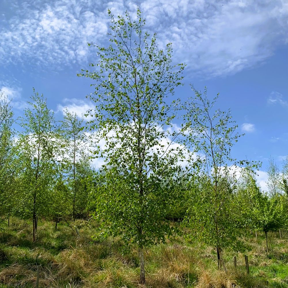 Silver Birch Tree (Betula Pendula)