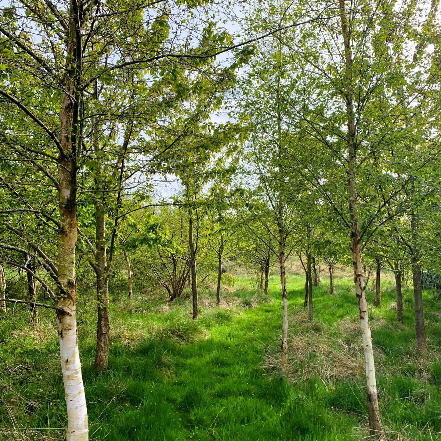 Silver Birch Tree (Betula Pendula)