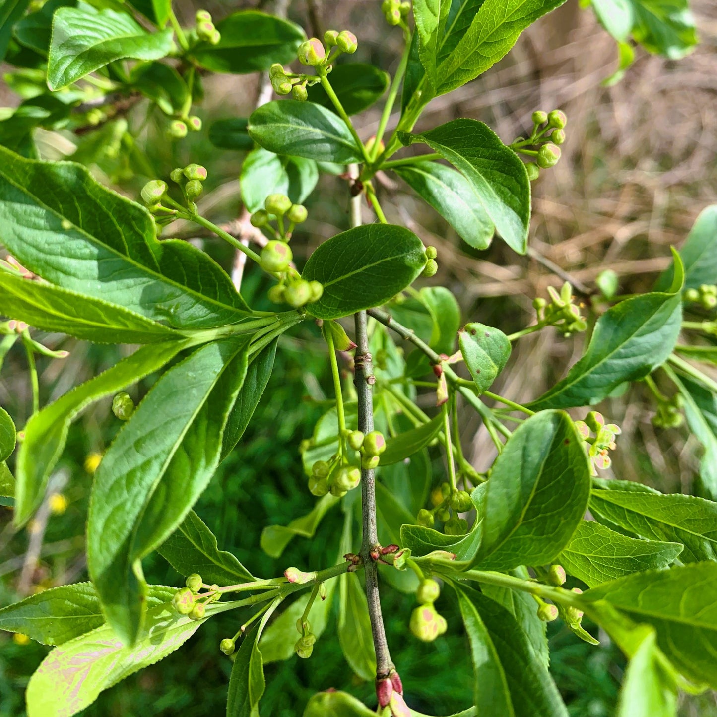 Spindle Tree (Euonymus Europaeus)