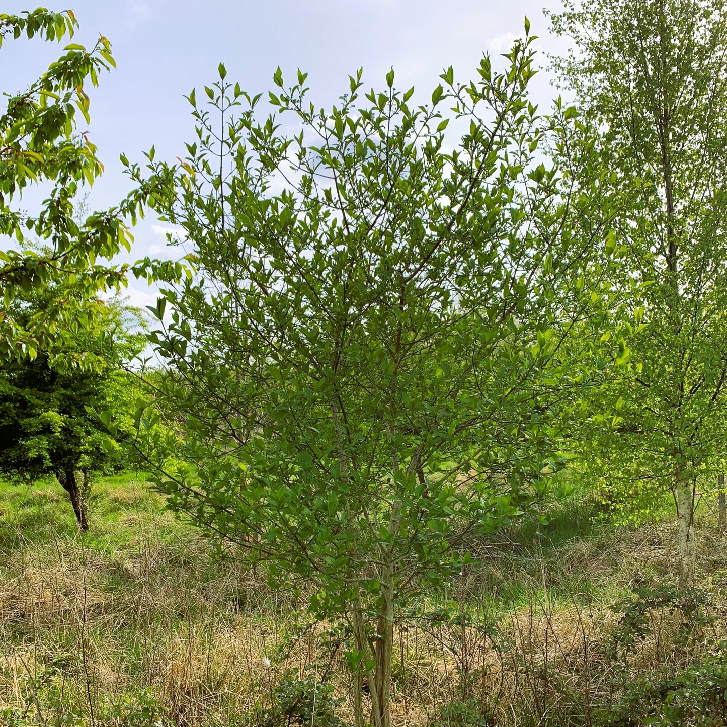 Spindle Tree (Euonymus Europaeus)