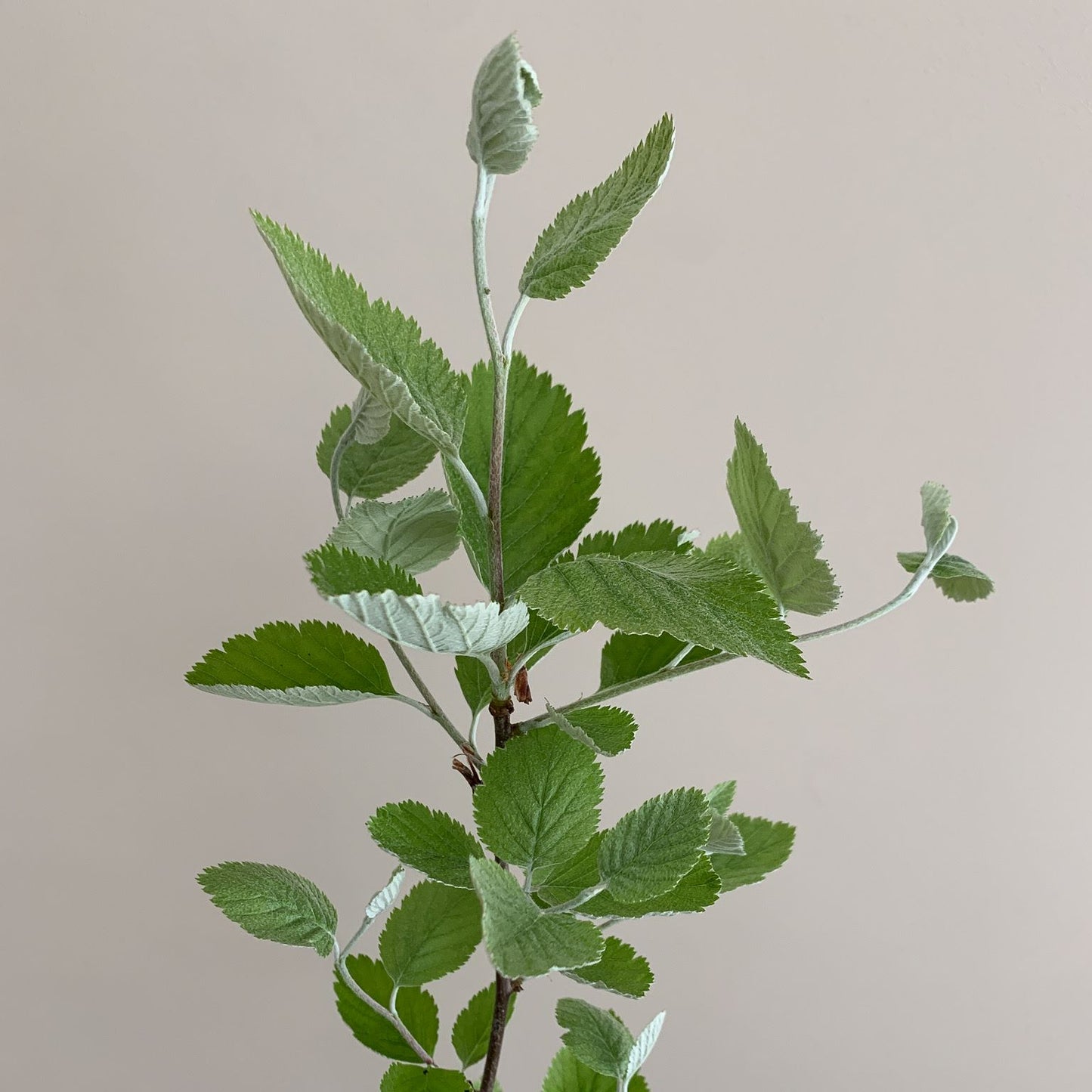 Whitebeam Tree (Sorbus Aria)