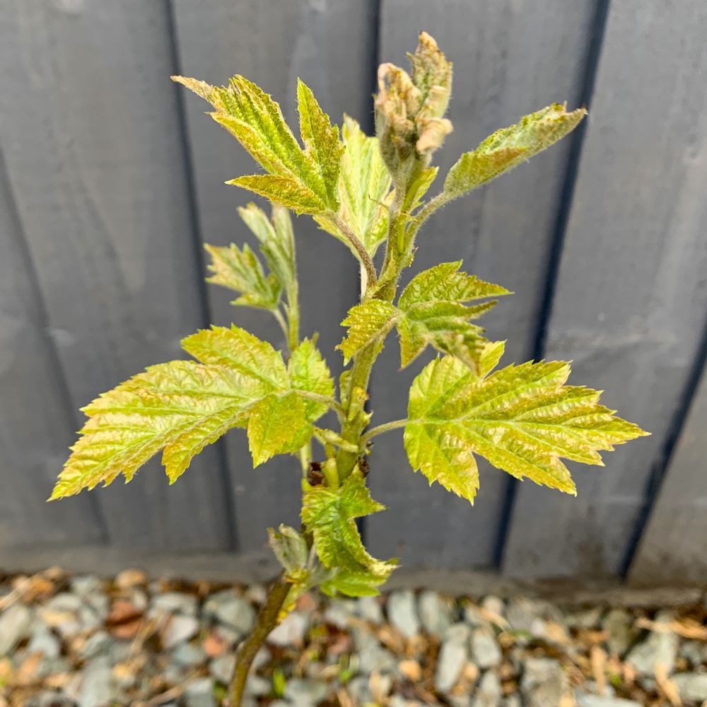 Wild Service Tree (Sorbus Torminalis)