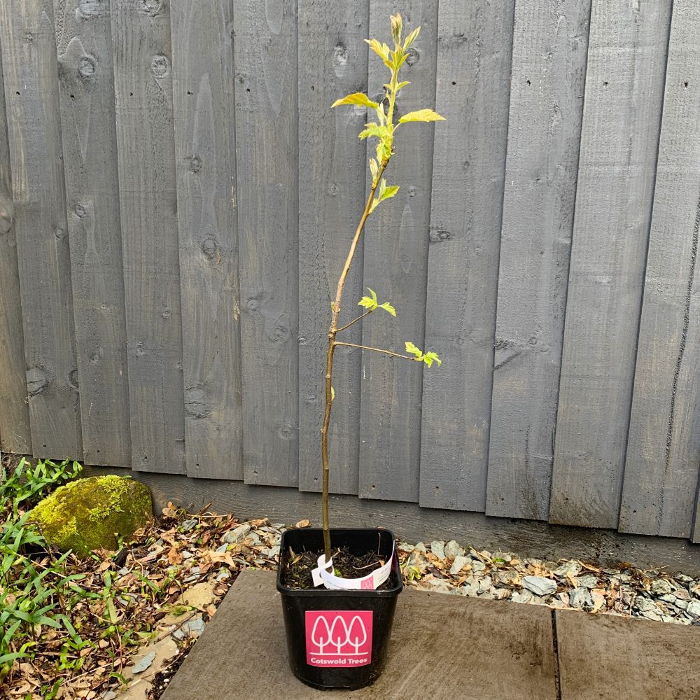 Wild Service Tree (Sorbus Torminalis)