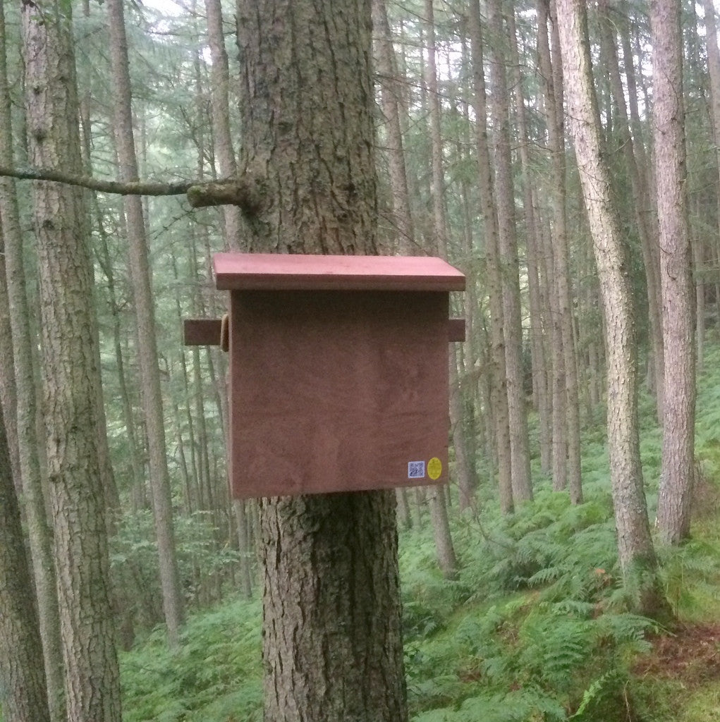 pine marten den mounted on tree