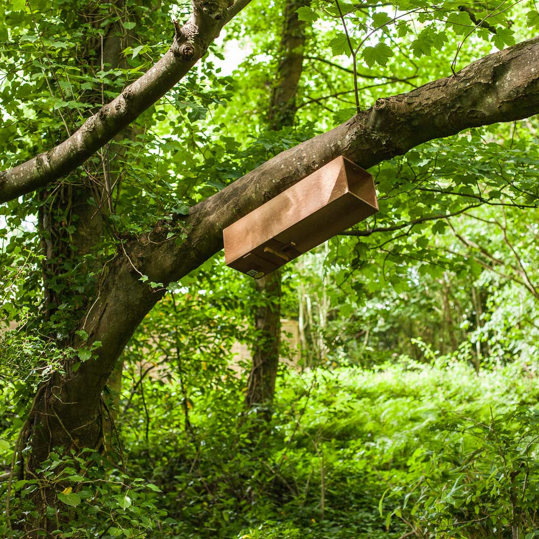 Tawny Owl Box in woodland