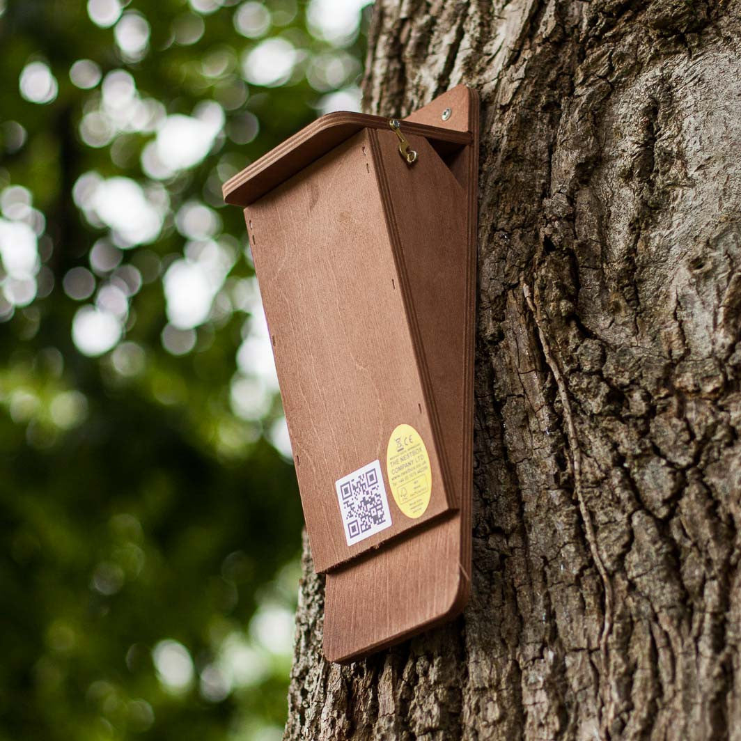 treecreeper nest box viewed from below