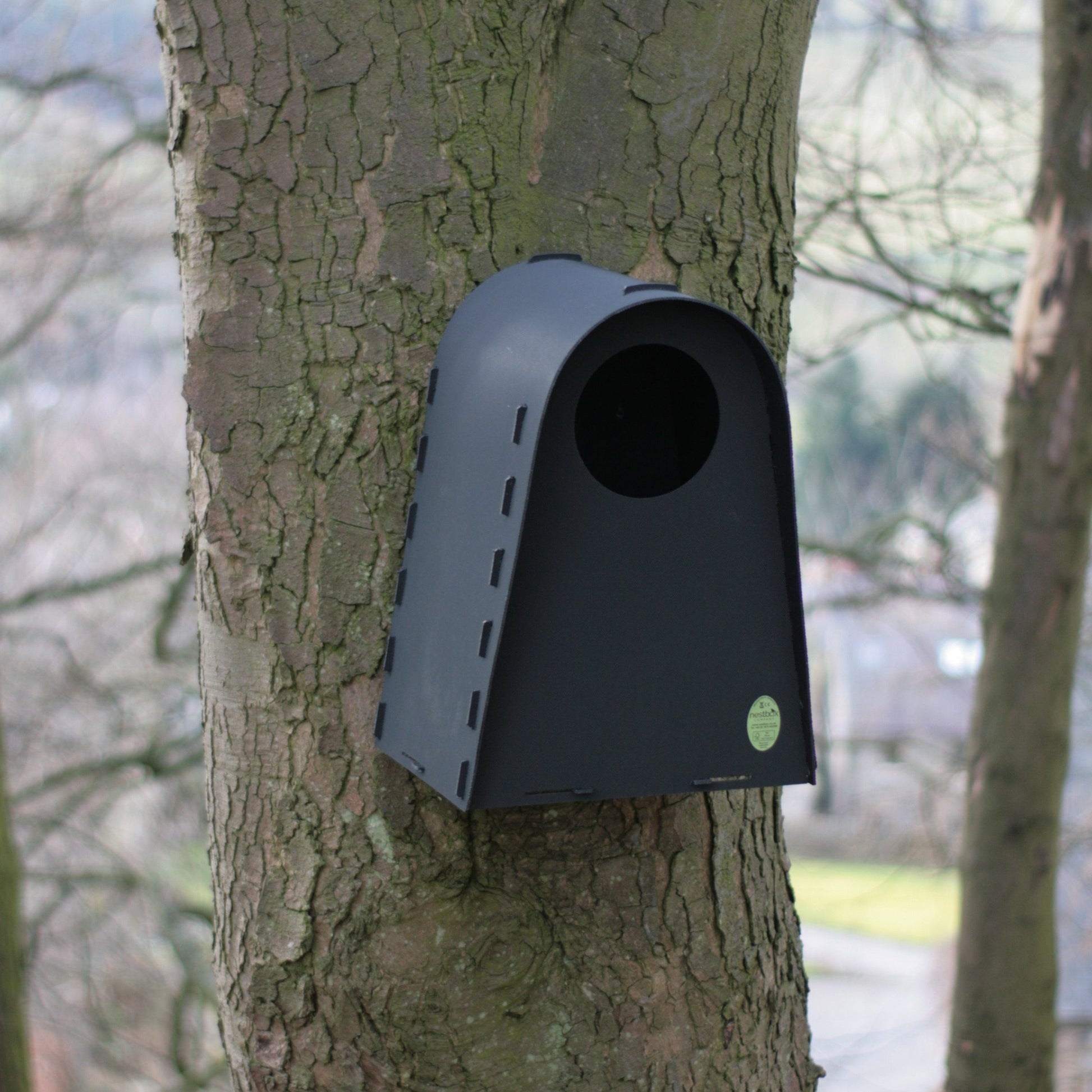 Tree mounted tawny box